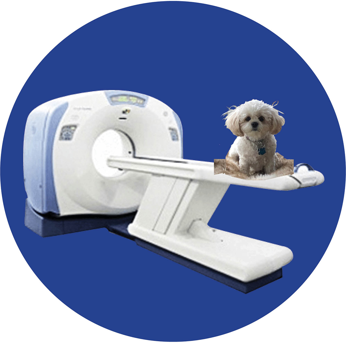 Ct Scan Dog